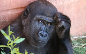 Animals-Intellectual-Linguistic-Abilities