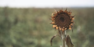 A dying sunflower, wilting in the sun.
