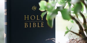 The Bible on windowsill with a plant. 