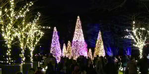 Lit up outdoor Christmas trees.