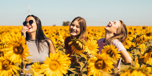 Three women happy in a sunflower field. 