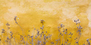 Purple flowers against a bright yellow wall. 