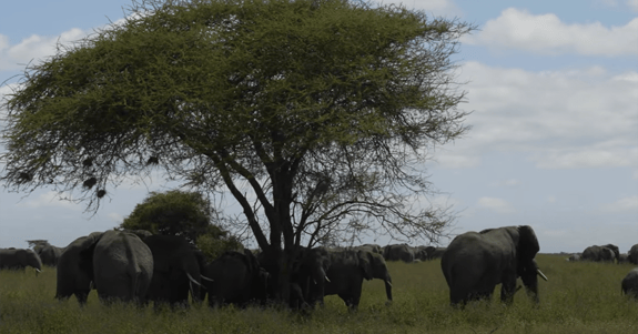 elephants in a plain near a tree
