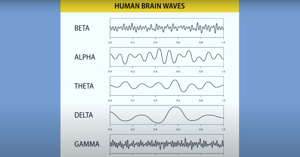 brain waves purposeful universe