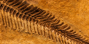 Image of a fossil that resembles a fern, representing evolution.