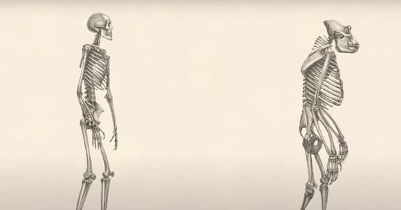 human skeleton compared to hominid skeleton