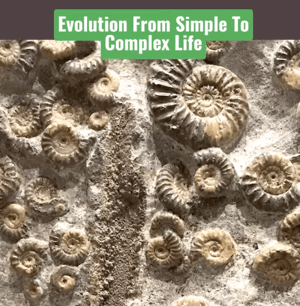 Evolution From Simple To Complex Life