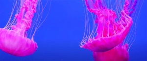 jellyfish