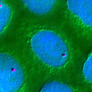 blue cells against a green background